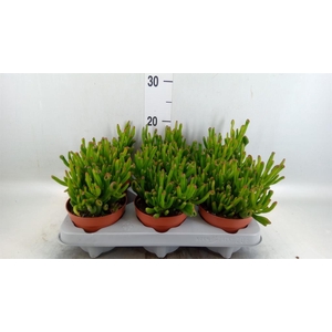 Crassula ovata 'Gollum'