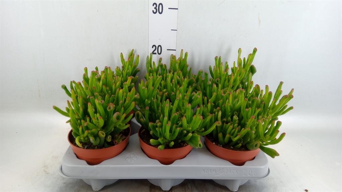 <h4>Crassula ovata 'Gollum'</h4>