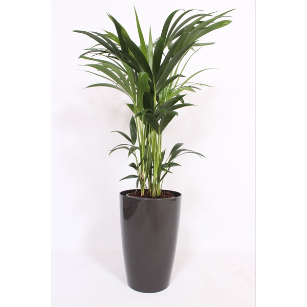 <h4>Howea Forsteriana in Santorini pot "antraciet"</h4>