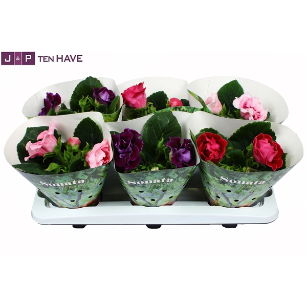 <h4>Gloxinia Sonata Mix 13 cm (4 kleuren)</h4>