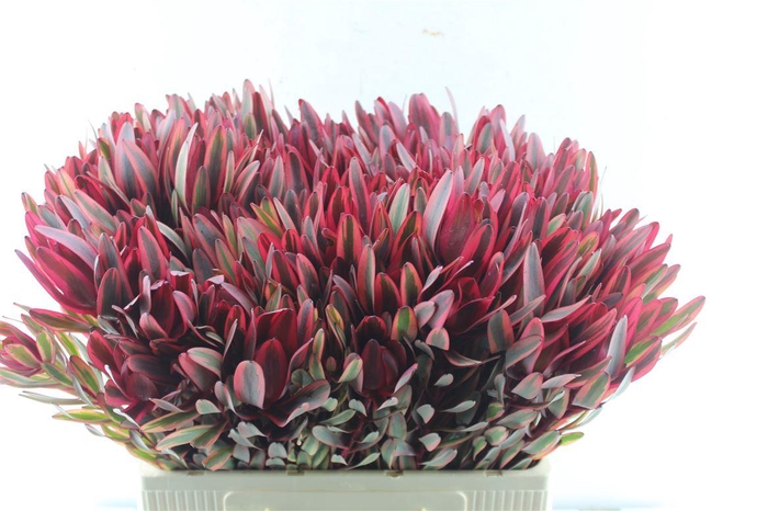 <h4>Leucad Jester</h4>