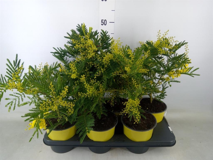 <h4>Acacia paradoxa</h4>