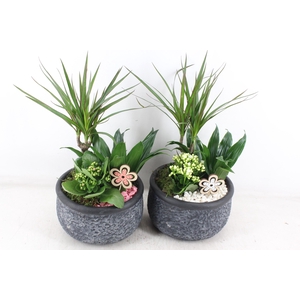 arr2 PL - Ker. barok dracena - roze/wit