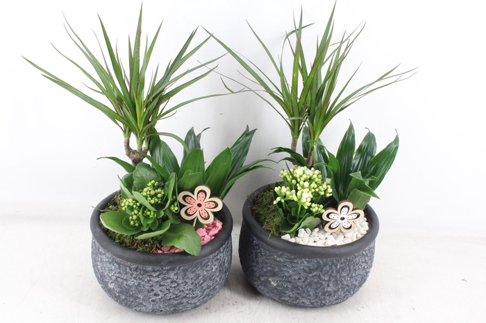 <h4>arr2 PL - Ker. barok dracena - roze/wit</h4>