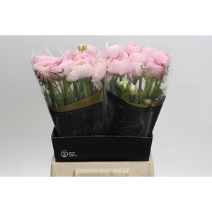 Ranunculus asiaticus Success Favola