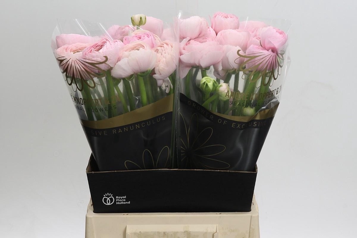 <h4>Ranunculus asiaticus Success Favola</h4>