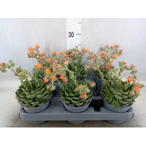 Echeveria gilva