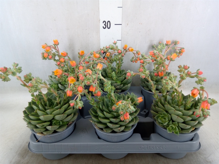<h4>Echeveria gilva</h4>