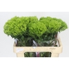 Dianthus Br Kiwi Mellow