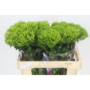 Dianthus Br Kiwi Mellow