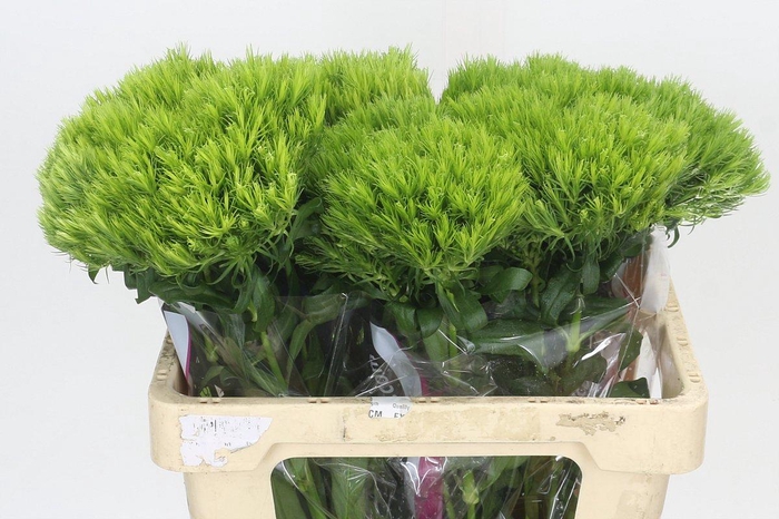 Dianthus Br Kiwi Mellow