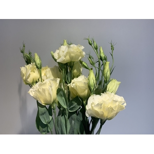 Lisianthus Cream (Farm Fresh) p/bunch)