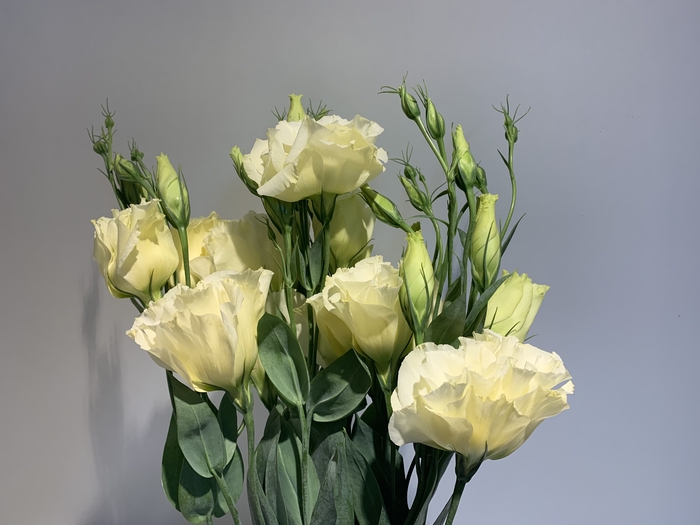 Lisianthus Cream (Farm Fresh) p/bunch)
