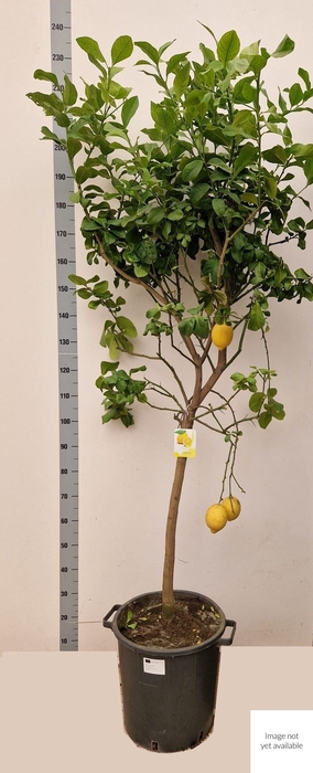 <h4>CITR LIMON</h4>