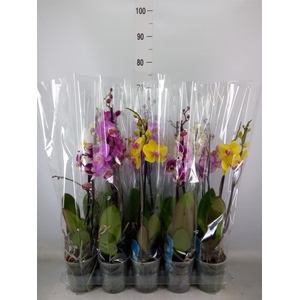 Phalaenopsis   ...mix  5