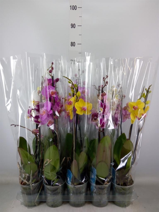 <h4>Phalaenopsis   ...mix  5</h4>