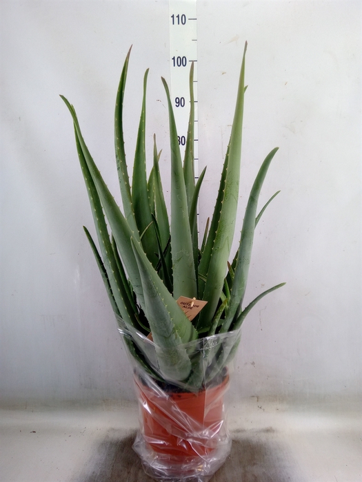 <h4>Aloe vera</h4>