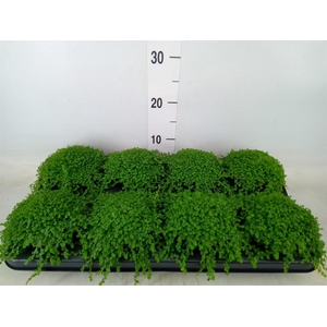 Soleirolia soleirolii   ...green