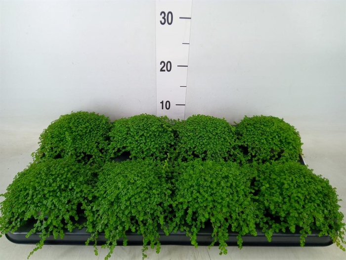 <h4>Soleirolia soleirolii   ...green</h4>