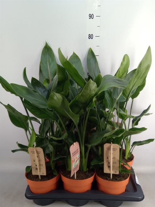 <h4>Strelitzia reg.   ...no flowers</h4>