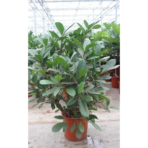 Ficus Cyathistipula