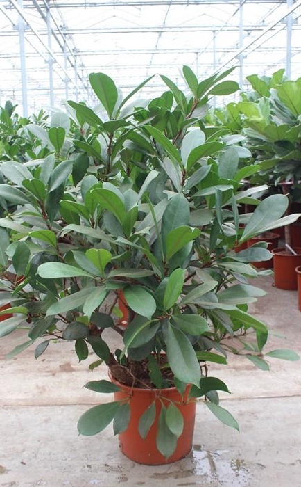 <h4>Ficus Cyathistipula</h4>