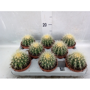 Echinocactus grusonii