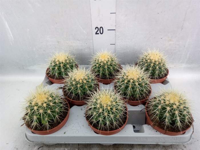 Echinocactus grusonii