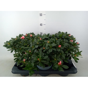 Rhododendron sim.   ...