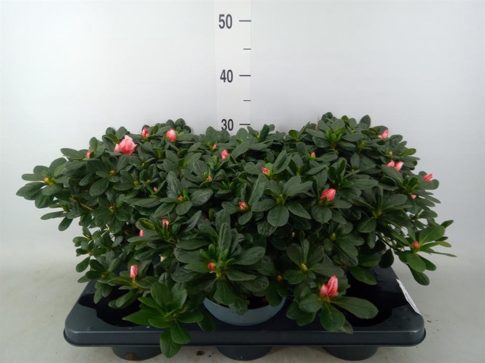 <h4>Rhododendron sim.   ...</h4>