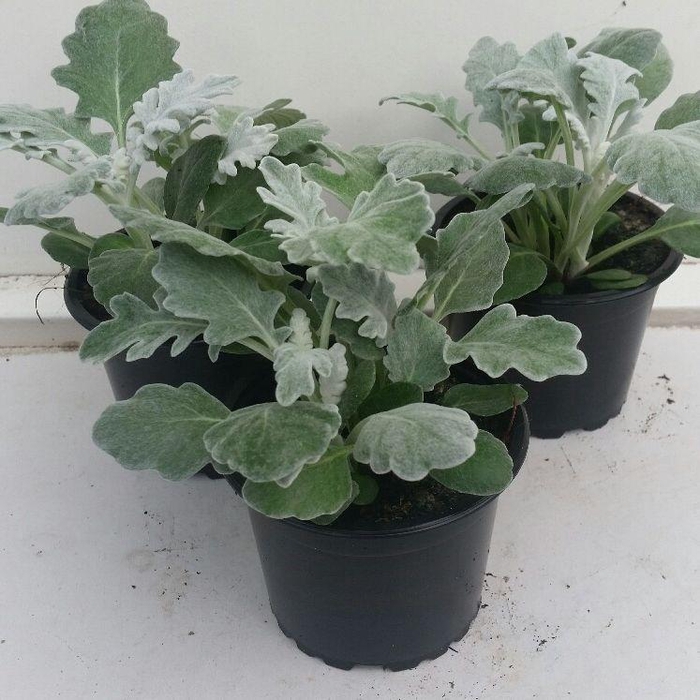 <h4>Senecio maritima</h4>