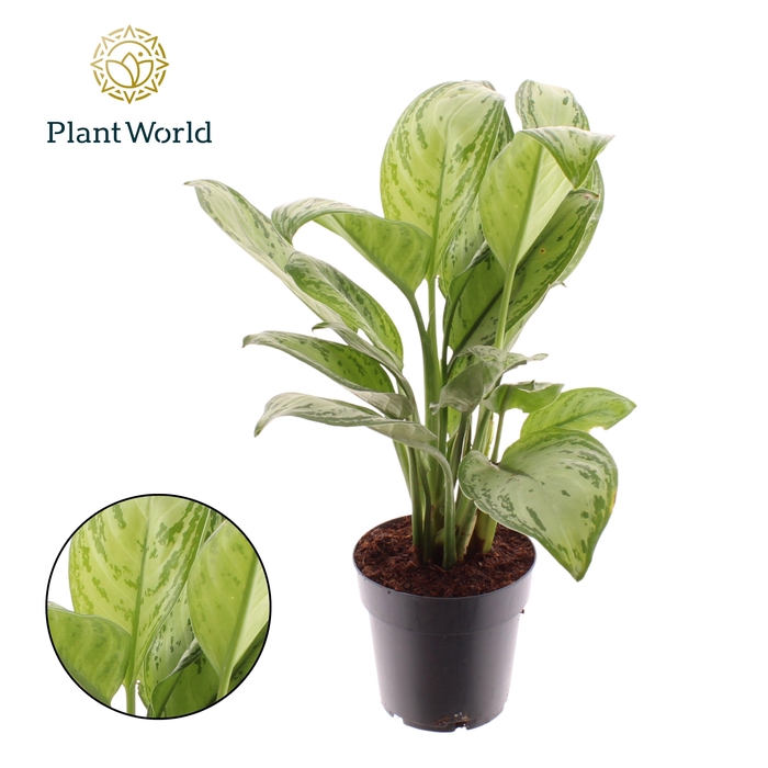 <h4>Aglaonema Maria Christina</h4>