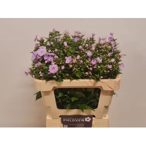 Phlox Butterfly Hogenboom