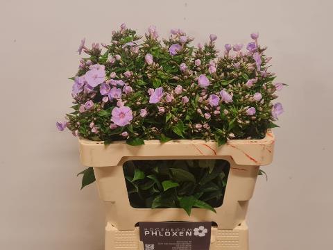 <h4>Phlox Butterfly Hogenboom</h4>