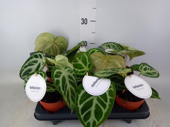 <h4>Anthurium   ...</h4>