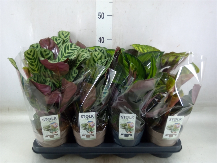 <h4>Calathea   ...mix 4</h4>