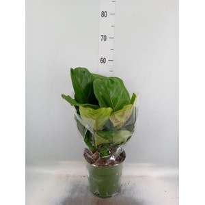 Ficus lyrata