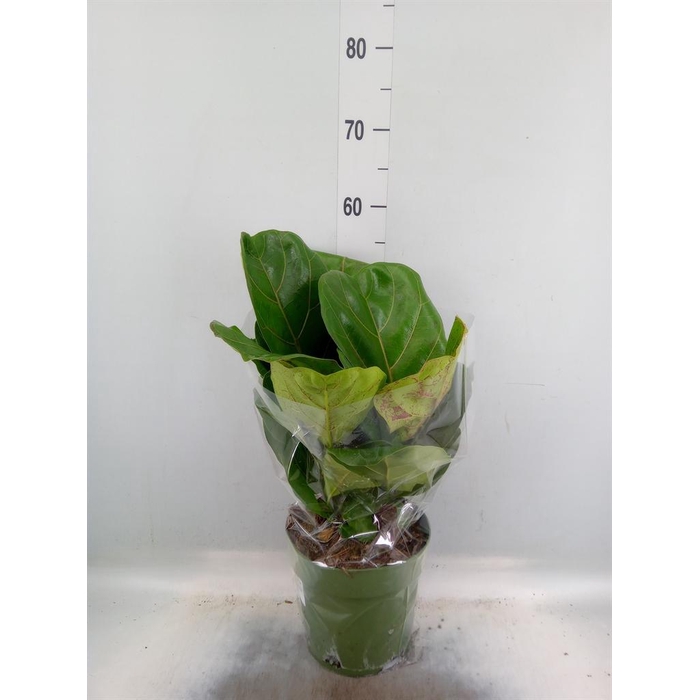 <h4>Ficus lyrata</h4>