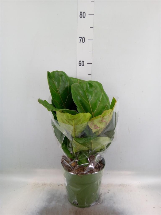<h4>Ficus lyrata</h4>
