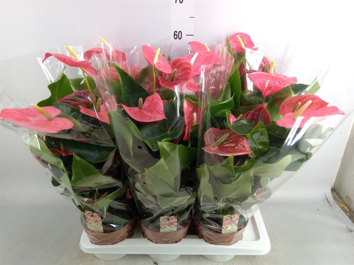 <h4>Anthurium andr. 'California'</h4>