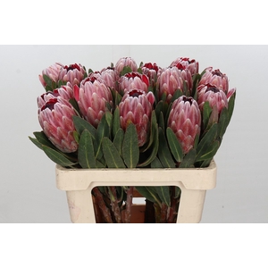 Protea Pink Ice