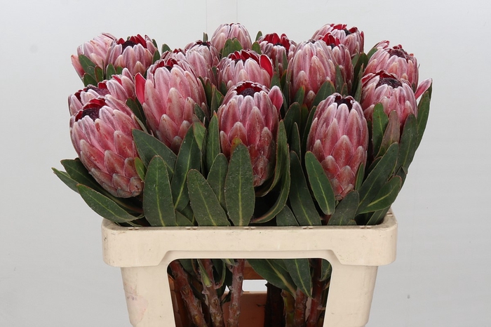 Protea Pink Ice