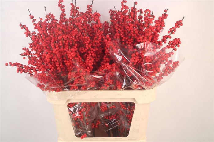 <h4>Ilex Verticilata Red Ex X5</h4>