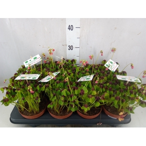 Oxalis deppei