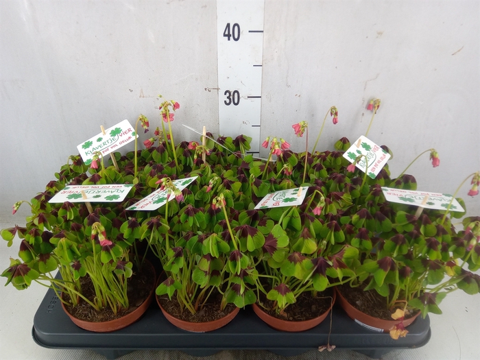 <h4>Oxalis deppei</h4>