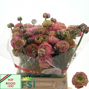 Ran Aazur Antique Rose