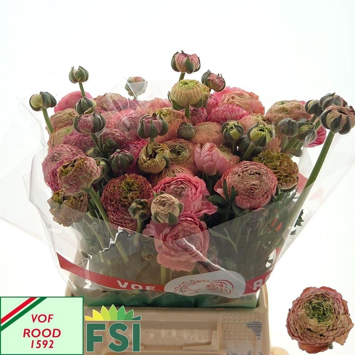 <h4>Ran Aazur Antique Rose</h4>