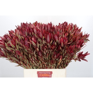 Leucadendron Jester Spray