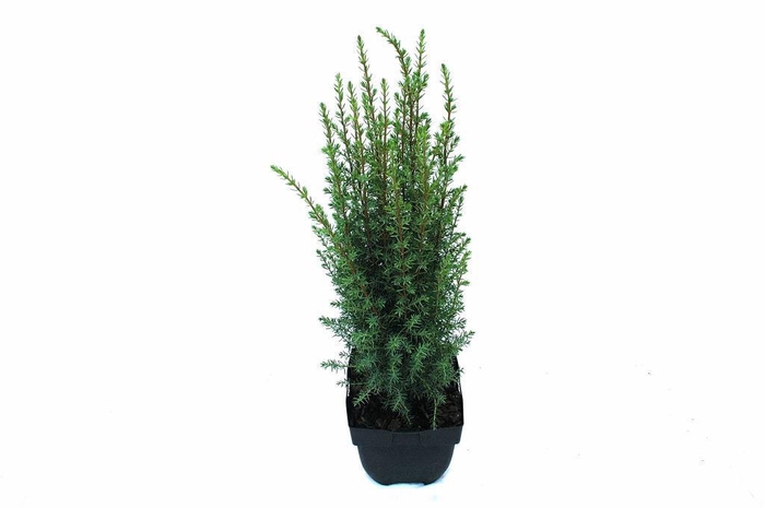 Juniperus communis 'Arnold' P17
