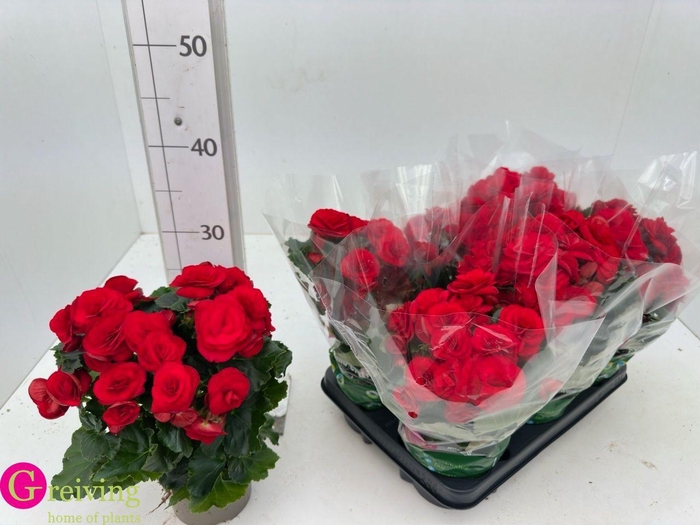 <h4>BEG DU BALADIN</h4>